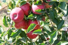 15-09-2017 Almaty regains the title of the homeland of apples!
